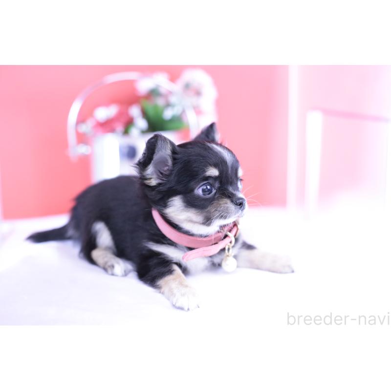 販売中の愛知県のチワワ(ロングコート)-424764の13枚目