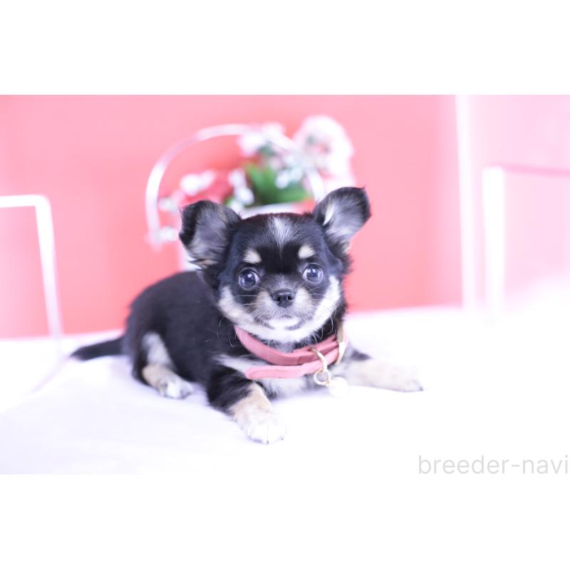 販売中の愛知県のチワワ(ロングコート)-424764の12枚目