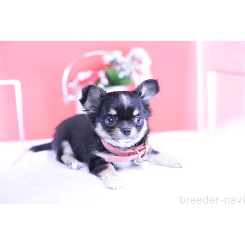 販売中の愛知県のチワワ(ロングコート)-424764の11枚目