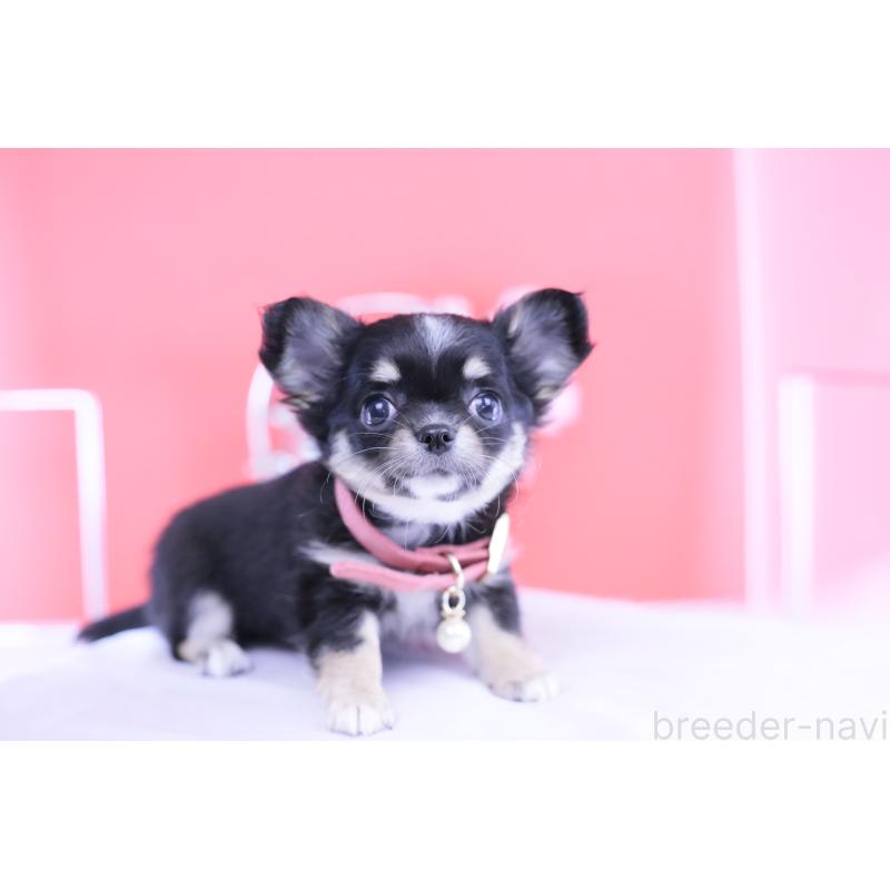 販売中の愛知県のチワワ(ロングコート)-424764の10枚目