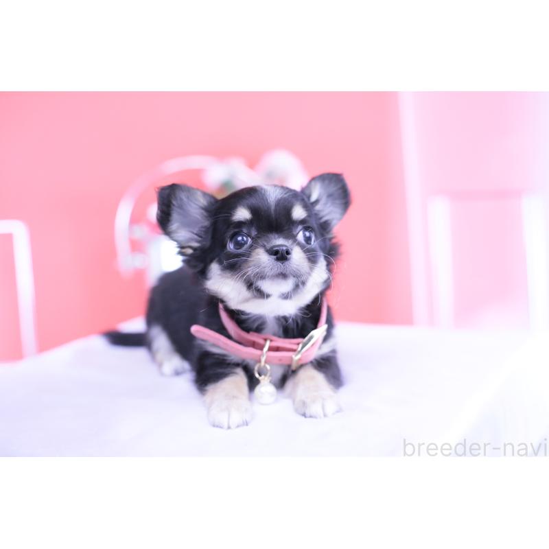 販売中の愛知県のチワワ(ロングコート)-424764の9枚目