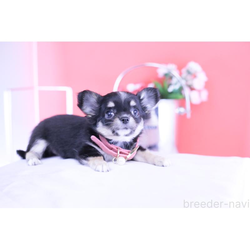 販売中の愛知県のチワワ(ロングコート)-424764の7枚目