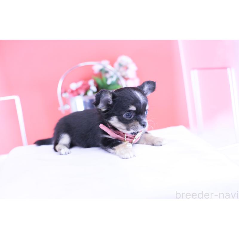 販売中の愛知県のチワワ(ロングコート)-424764の3枚目