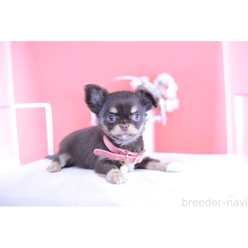 販売中の愛知県のチワワ(ロングコート)-424766の14枚目