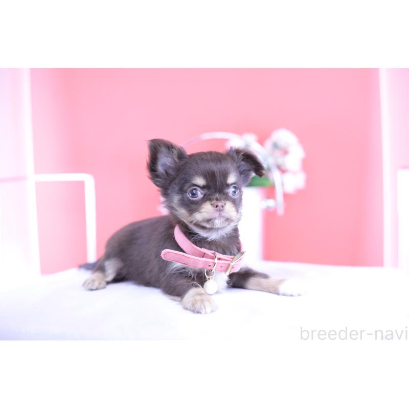 販売中の愛知県のチワワ(ロングコート)-424766の13枚目