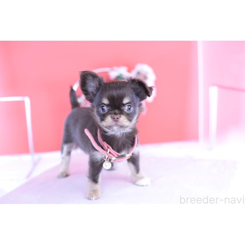 販売中の愛知県のチワワ(ロングコート)-424766の7枚目