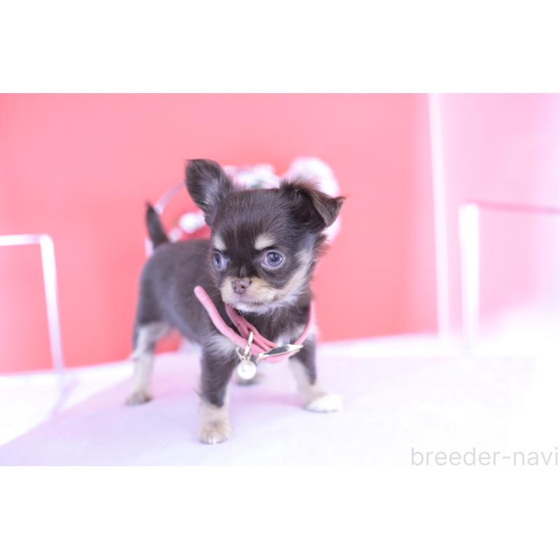 販売中の愛知県のチワワ(ロングコート)-424766の6枚目