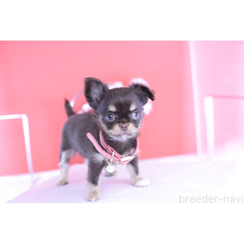 販売中の愛知県のチワワ(ロングコート)-424766の5枚目