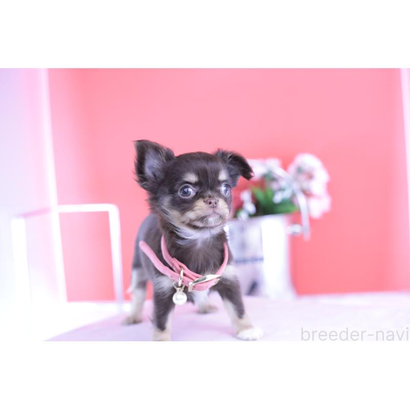 販売中の愛知県のチワワ(ロングコート)-424766の4枚目