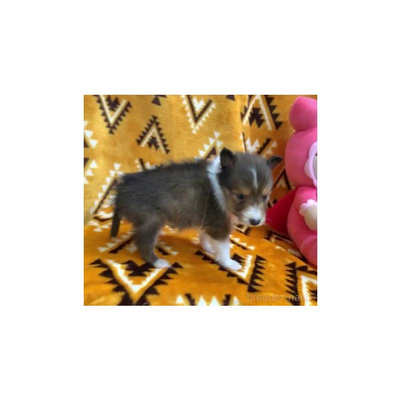 販売中の茨城県のシェットランドシープドッグ(シェルティ)-430863の3枚目