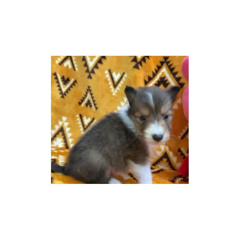 販売中の茨城県のシェットランドシープドッグ(シェルティ)-430863の1枚目