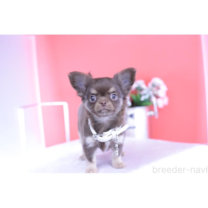 販売中の愛知県のチワワ(ロングコート)-424767の10枚目