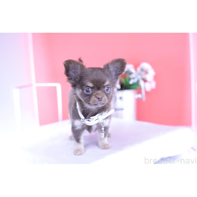 販売中の愛知県のチワワ(ロングコート)-424767の9枚目