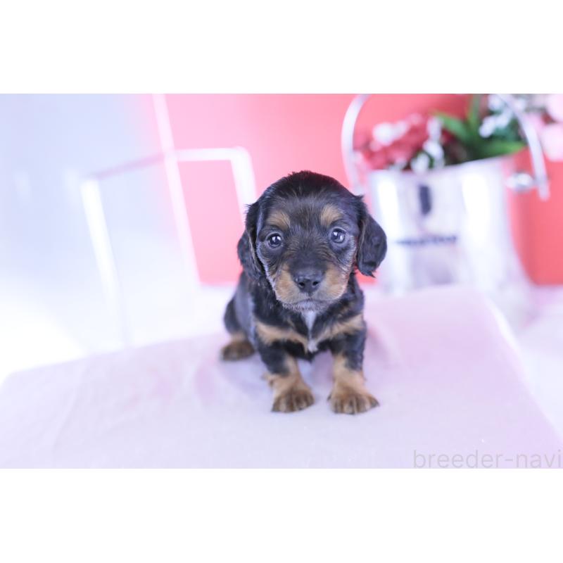 販売中の愛知県のミニチュアダックスフンド(ロングヘアード)-430867の15枚目