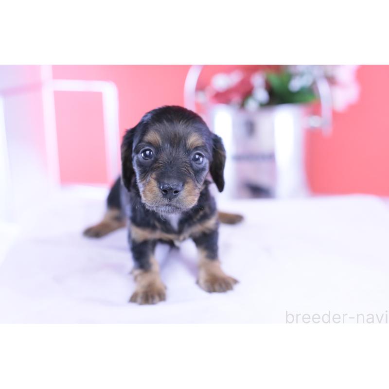 販売中の愛知県のミニチュアダックスフンド(ロングヘアード)-430867の12枚目