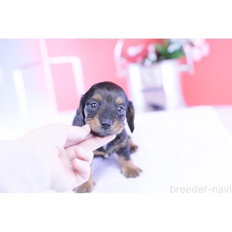 販売中の愛知県のミニチュアダックスフンド(ロングヘアード)-430867の8枚目