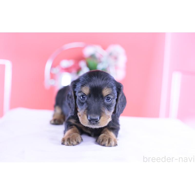 販売中の愛知県のミニチュアダックスフンド(ロングヘアード)-430869の15枚目