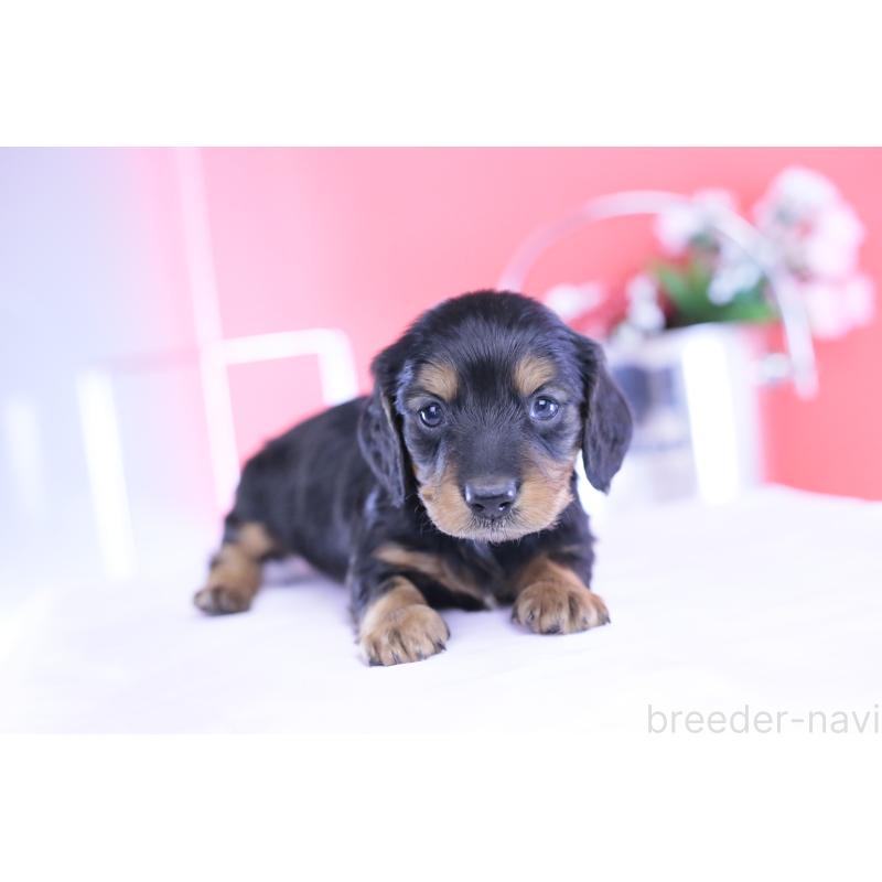 販売中の愛知県のミニチュアダックスフンド(ロングヘアード)-430869の13枚目