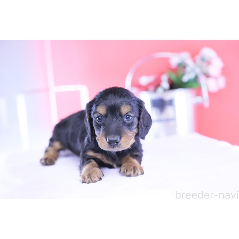 販売中の愛知県のミニチュアダックスフンド(ロングヘアード)-430869の12枚目