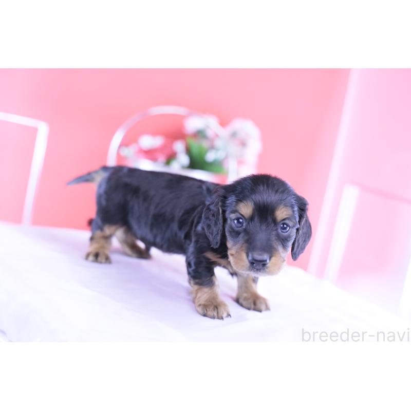 販売中の愛知県のミニチュアダックスフンド(ロングヘアード)-430869の10枚目