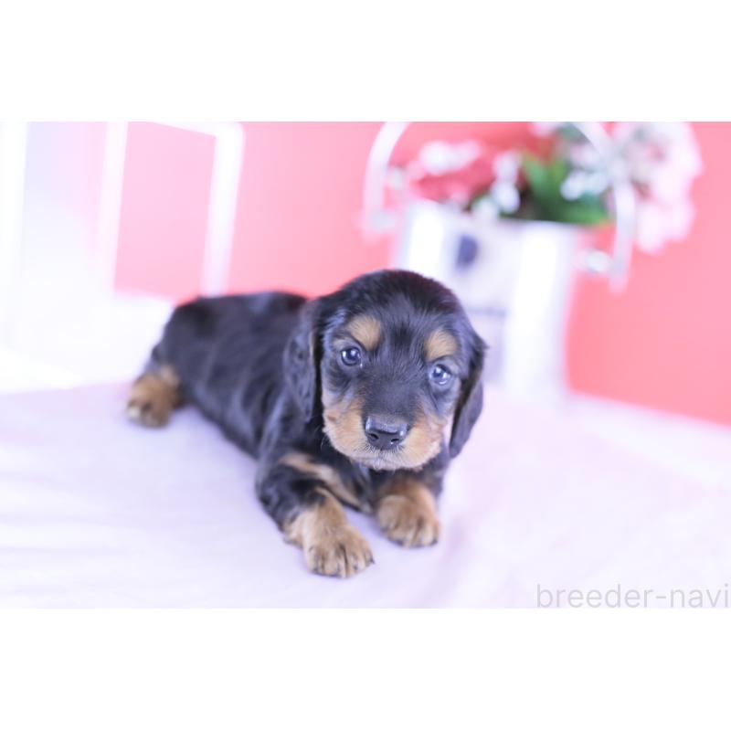 販売中の愛知県のミニチュアダックスフンド(ロングヘアード)-430869の7枚目