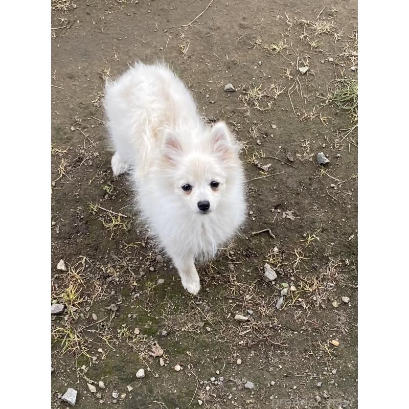 商談中の兵庫県のポメラニアン-422036