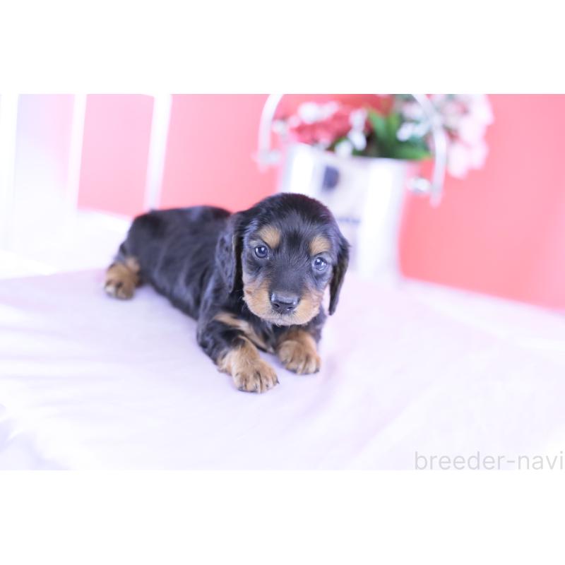 販売中の愛知県のミニチュアダックスフンド(ロングヘアード)-430869の6枚目