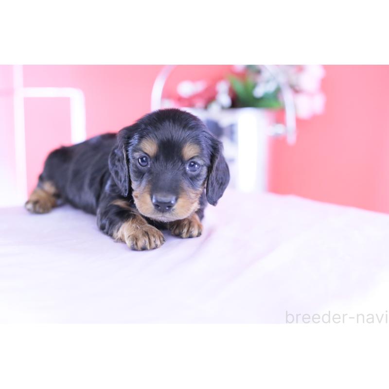 販売中の愛知県のミニチュアダックスフンド(ロングヘアード)-430869の5枚目