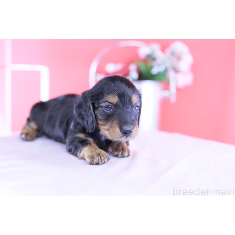 販売中の愛知県のミニチュアダックスフンド(ロングヘアード)-430869の4枚目