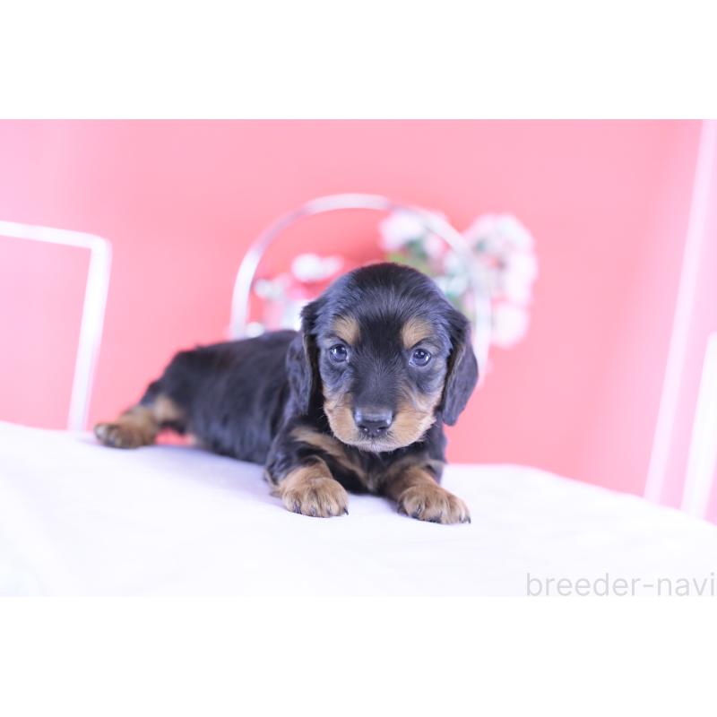 販売中の愛知県のミニチュアダックスフンド(ロングヘアード)-430869の2枚目