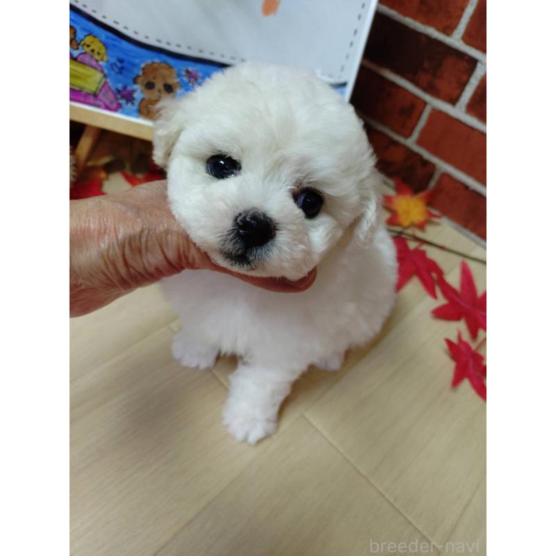 販売中の京都府のビションフリーゼ-430871の1枚目