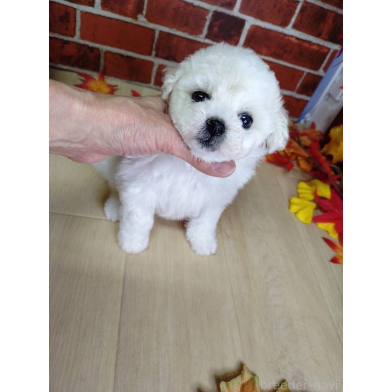 販売中の京都府のビションフリーゼ-430871の9枚目