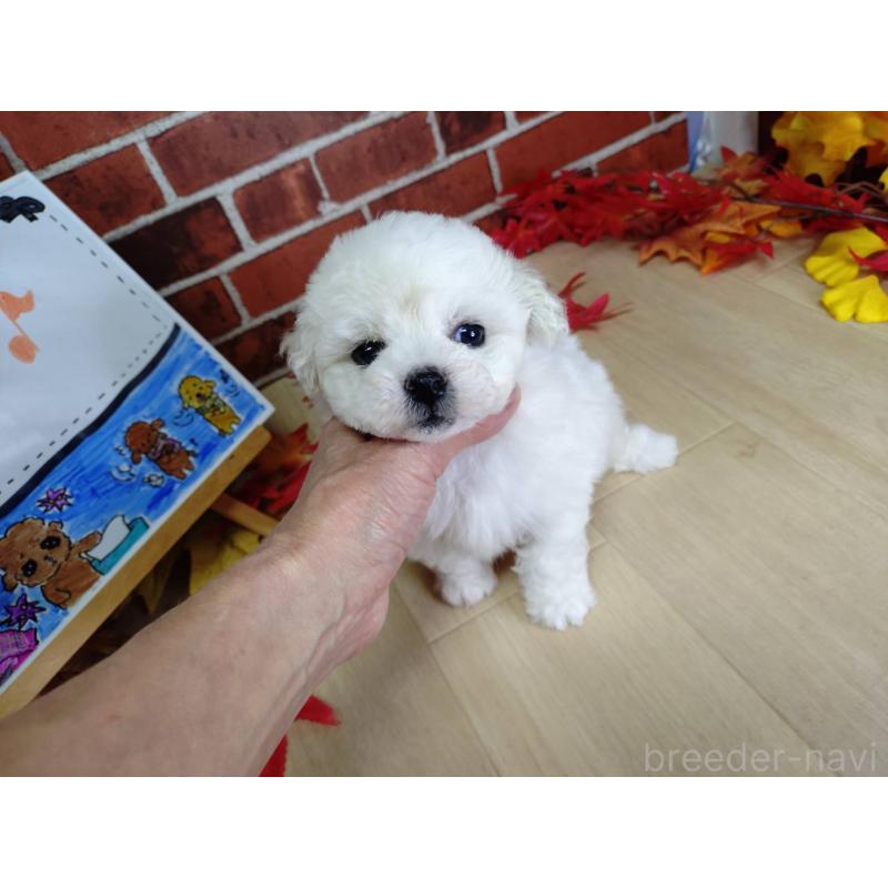 販売中の京都府のビションフリーゼ-430871の10枚目