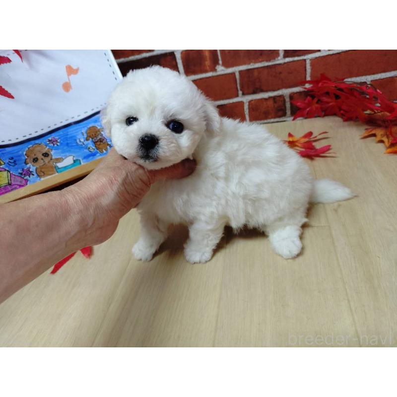 販売中の京都府のビションフリーゼ-430871の8枚目