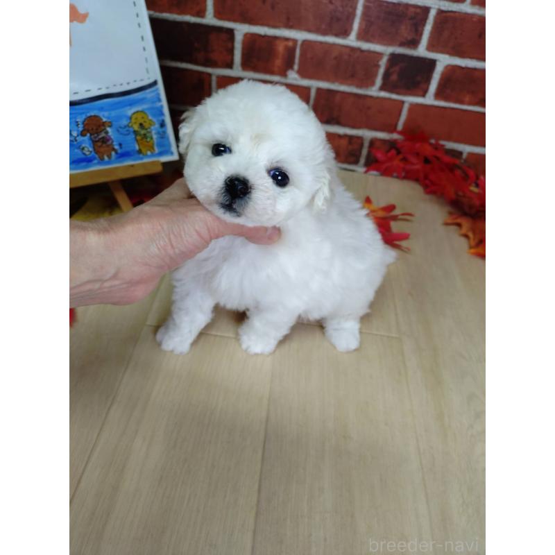 販売中の京都府のビションフリーゼ-430871の7枚目