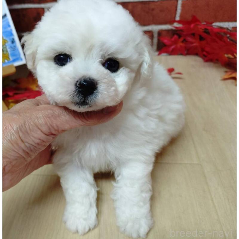 販売中の京都府のビションフリーゼ-430871の6枚目