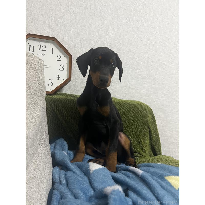 成約済の茨城県のドーベルマン-428868の2枚目