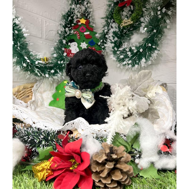 販売中の愛知県のトイプードル-430872の10枚目