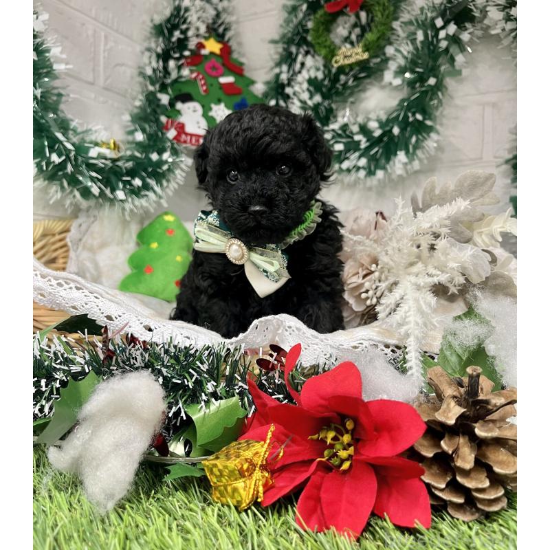 販売中の愛知県のトイプードル-430872の9枚目