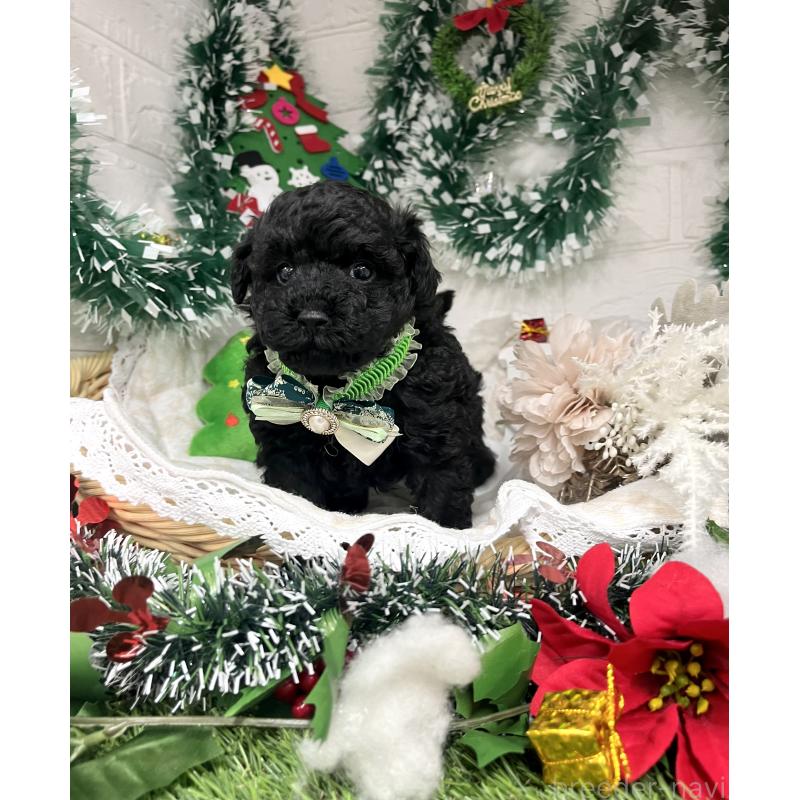 販売中の愛知県のトイプードル-430872の8枚目