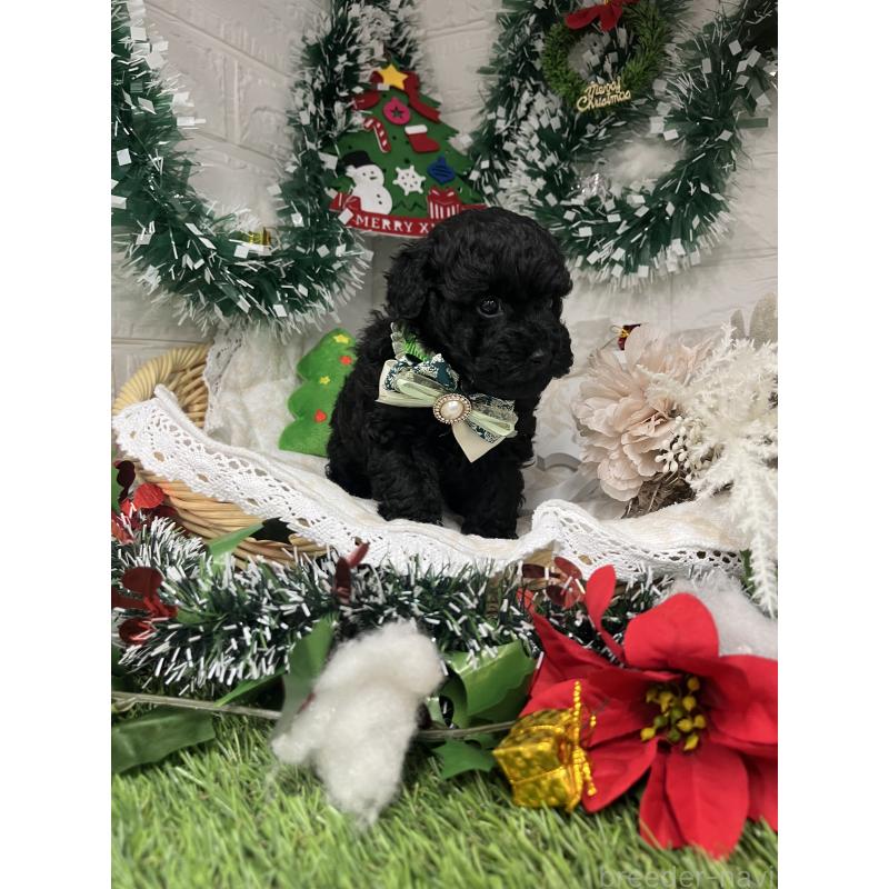 販売中の愛知県のトイプードル-430872の7枚目