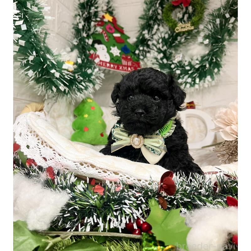 販売中の愛知県のトイプードル-430872の6枚目