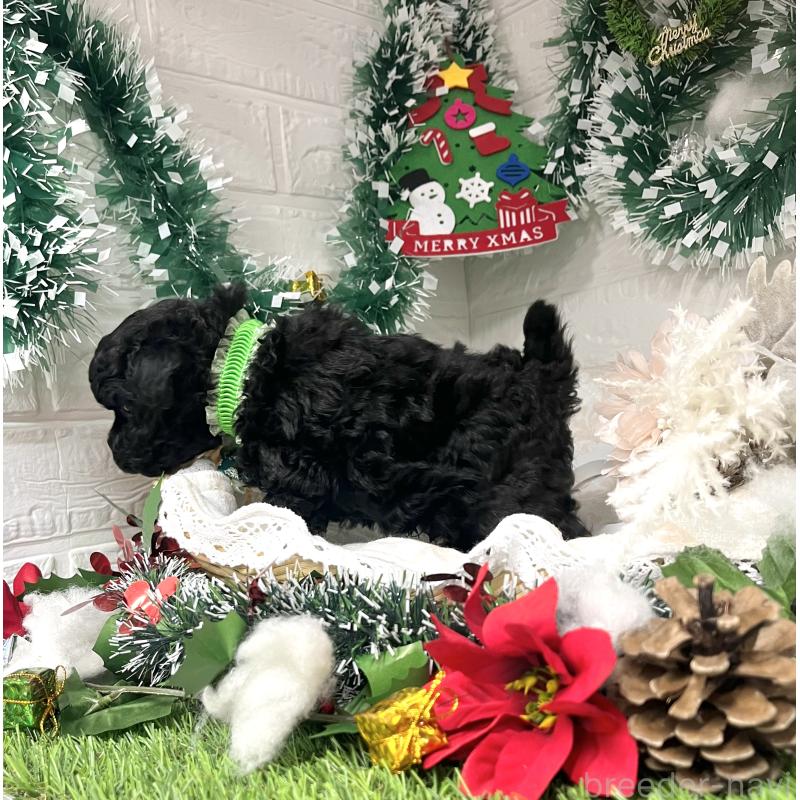 販売中の愛知県のトイプードル-430872の5枚目