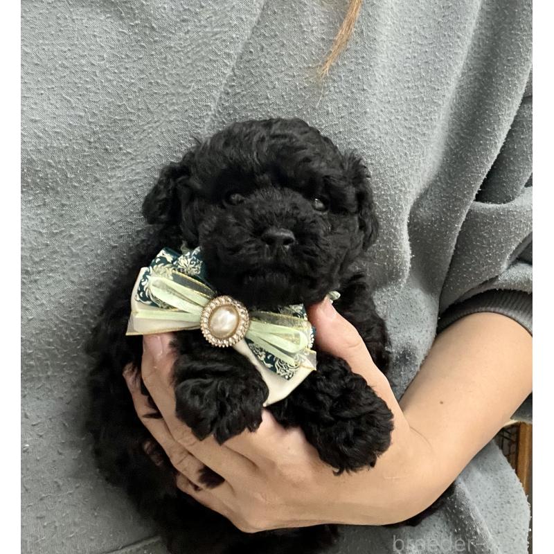 販売中の愛知県のトイプードル-430872の4枚目