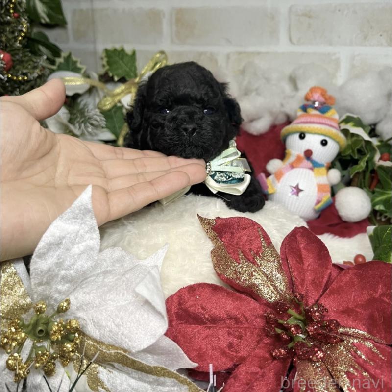 販売中の愛知県のトイプードル-430872の3枚目