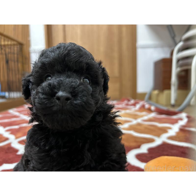 販売中の愛知県のトイプードル-430872の2枚目