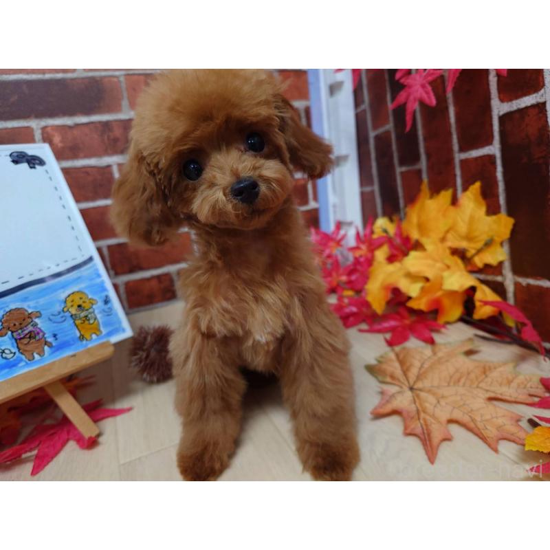 販売中の京都府のティーカッププードル-430873の5枚目