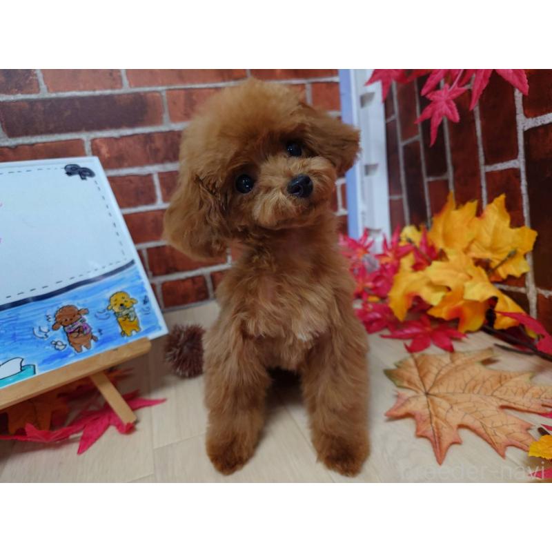 販売中の京都府のティーカッププードル-430873の4枚目