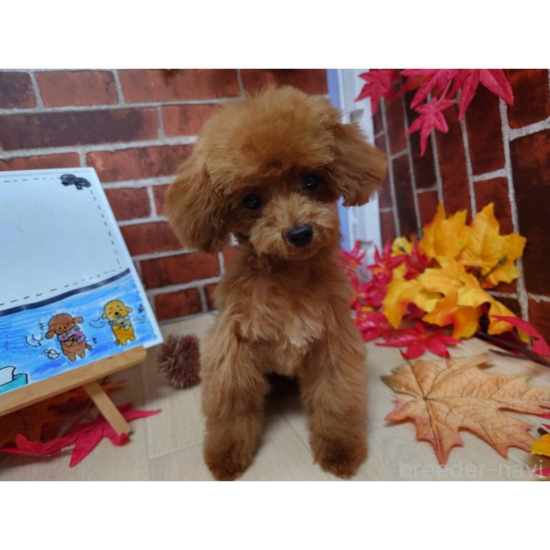 販売中の京都府のティーカッププードル-430873の3枚目