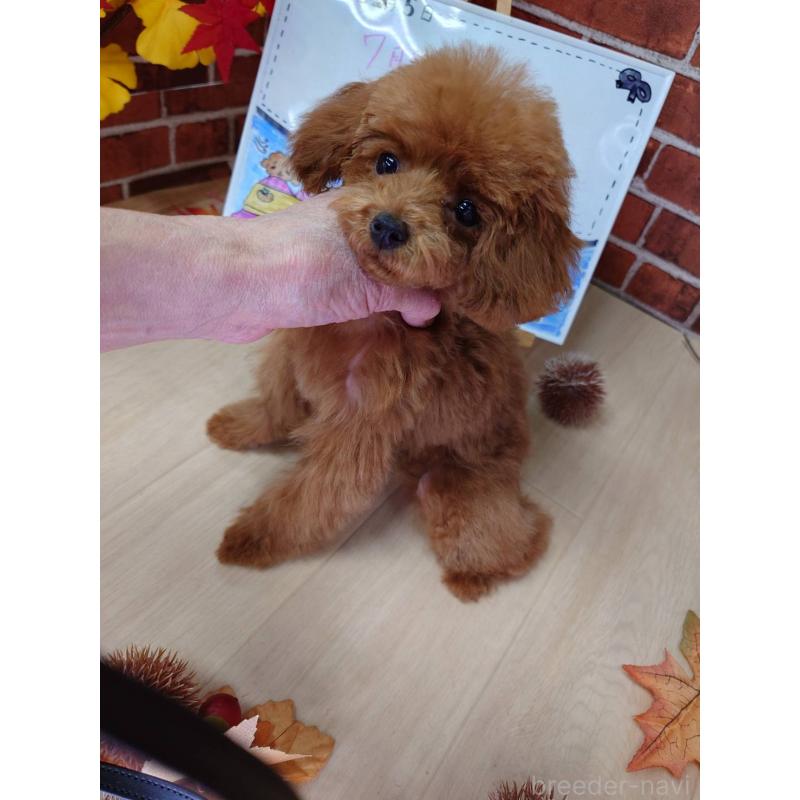 販売中の京都府のティーカッププードル-430873の2枚目